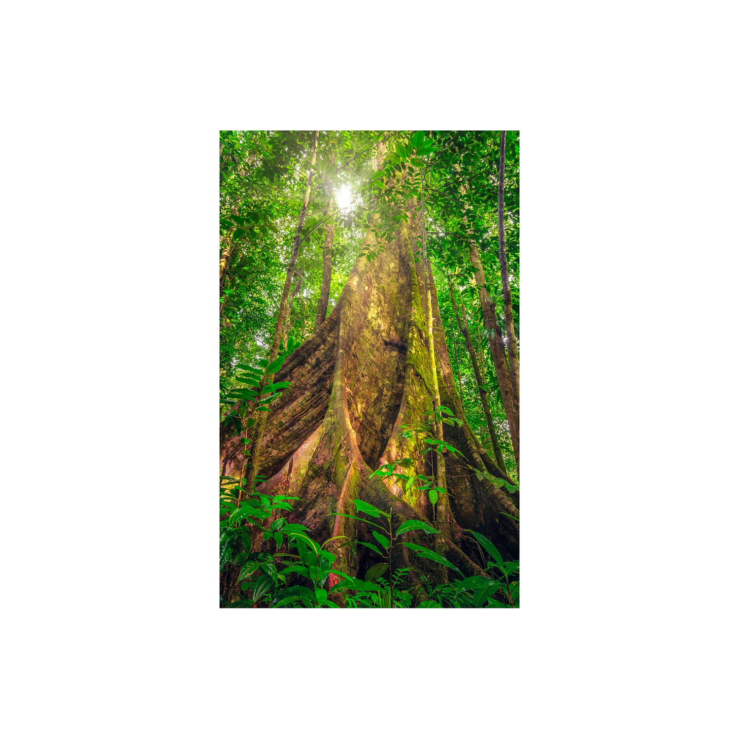 Giants of the Forest