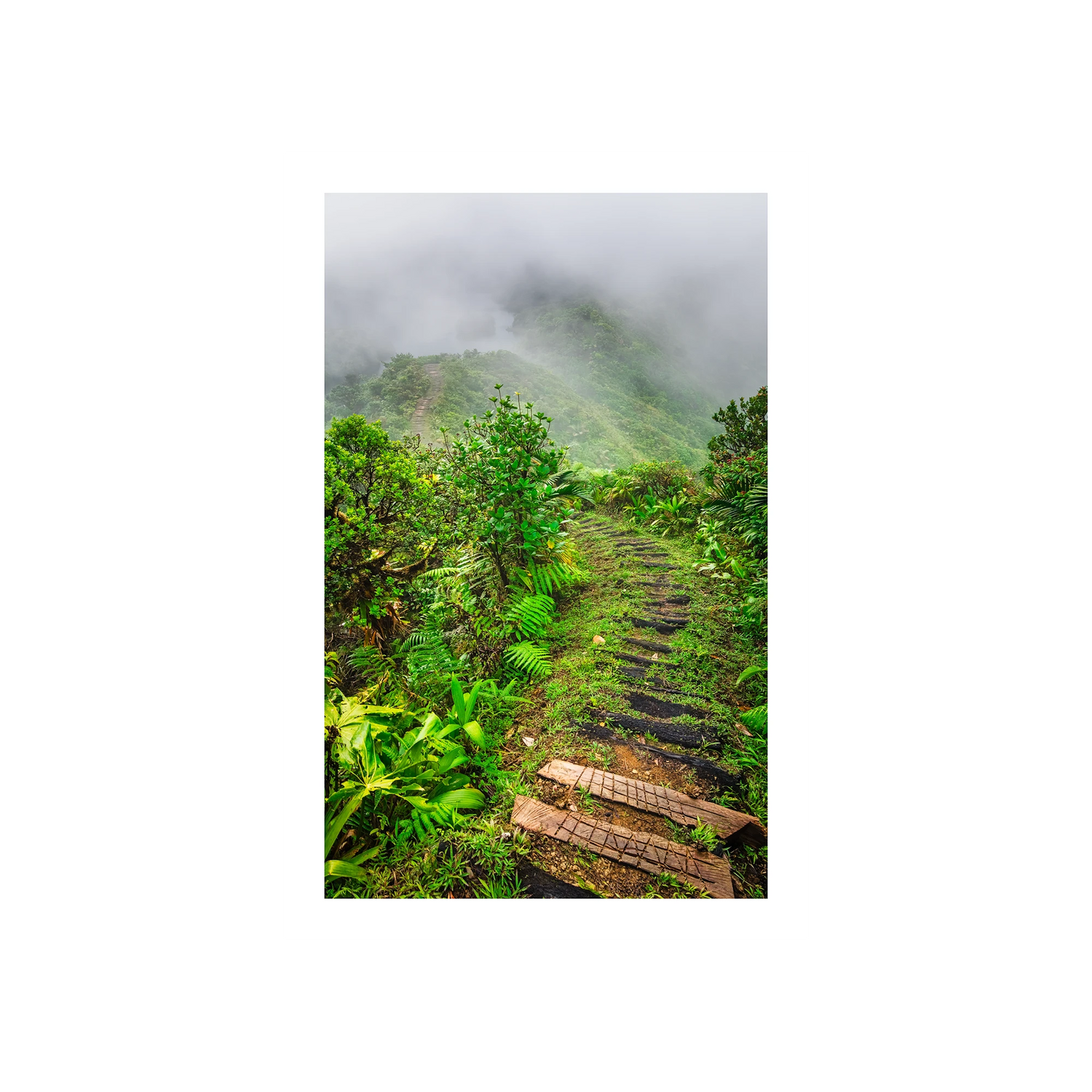 Into the Mist