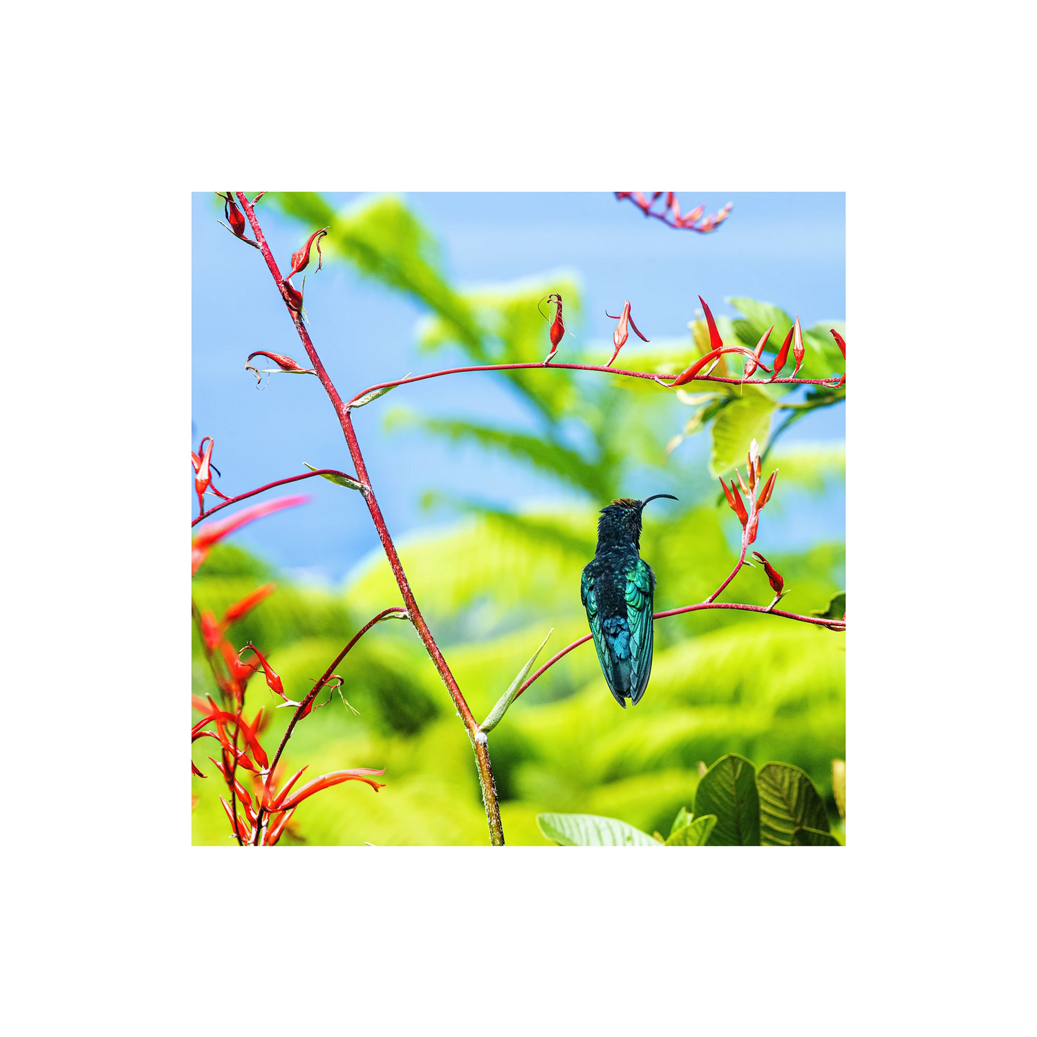 Purple-Throated Hummingbird