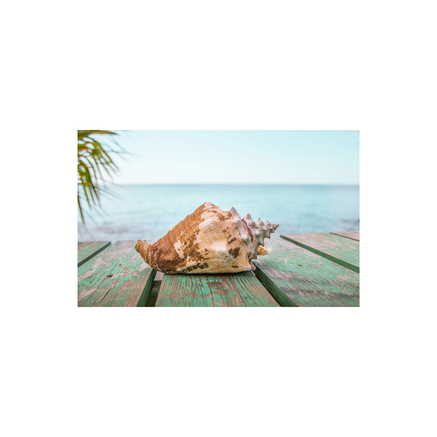 Conch