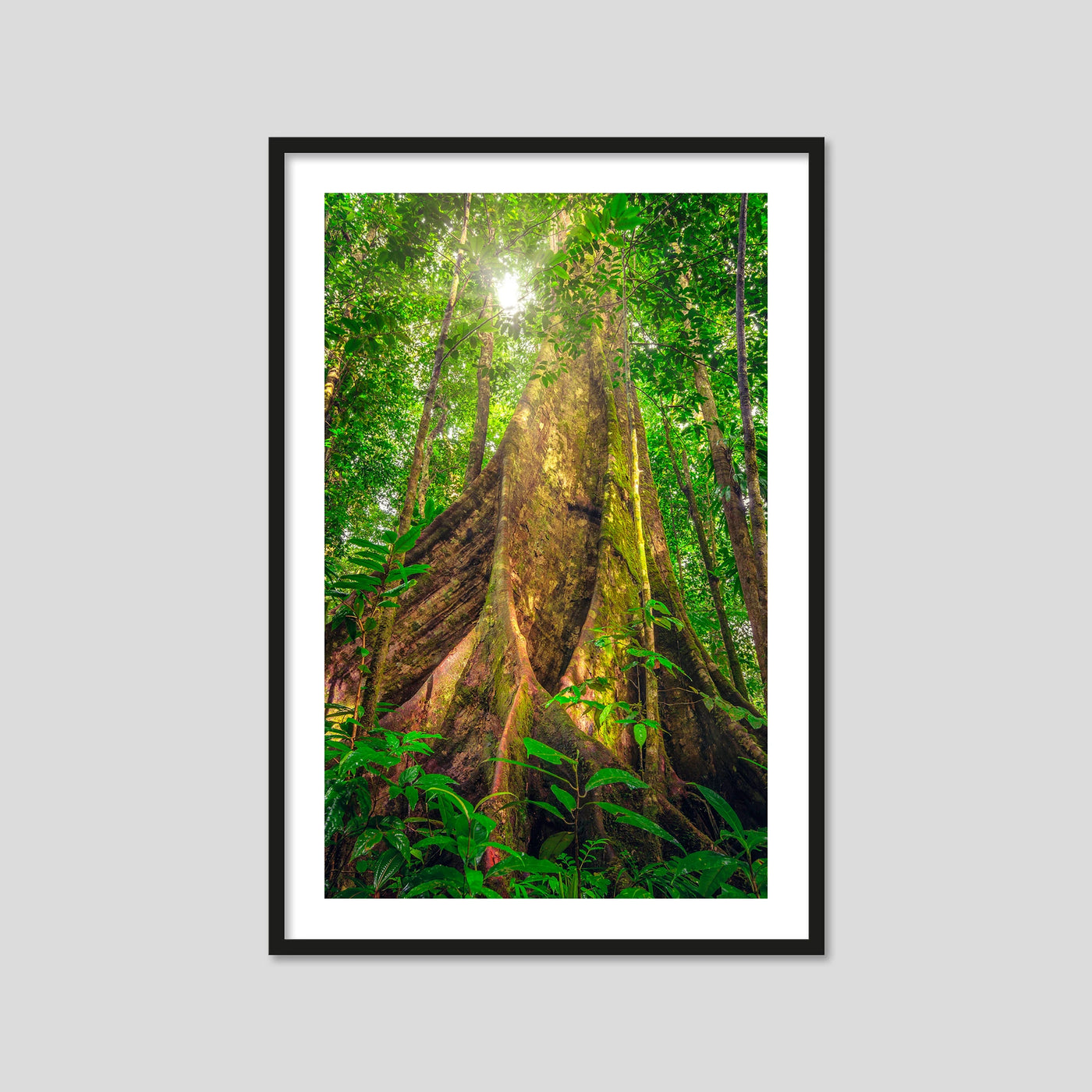 Giants of the Forest