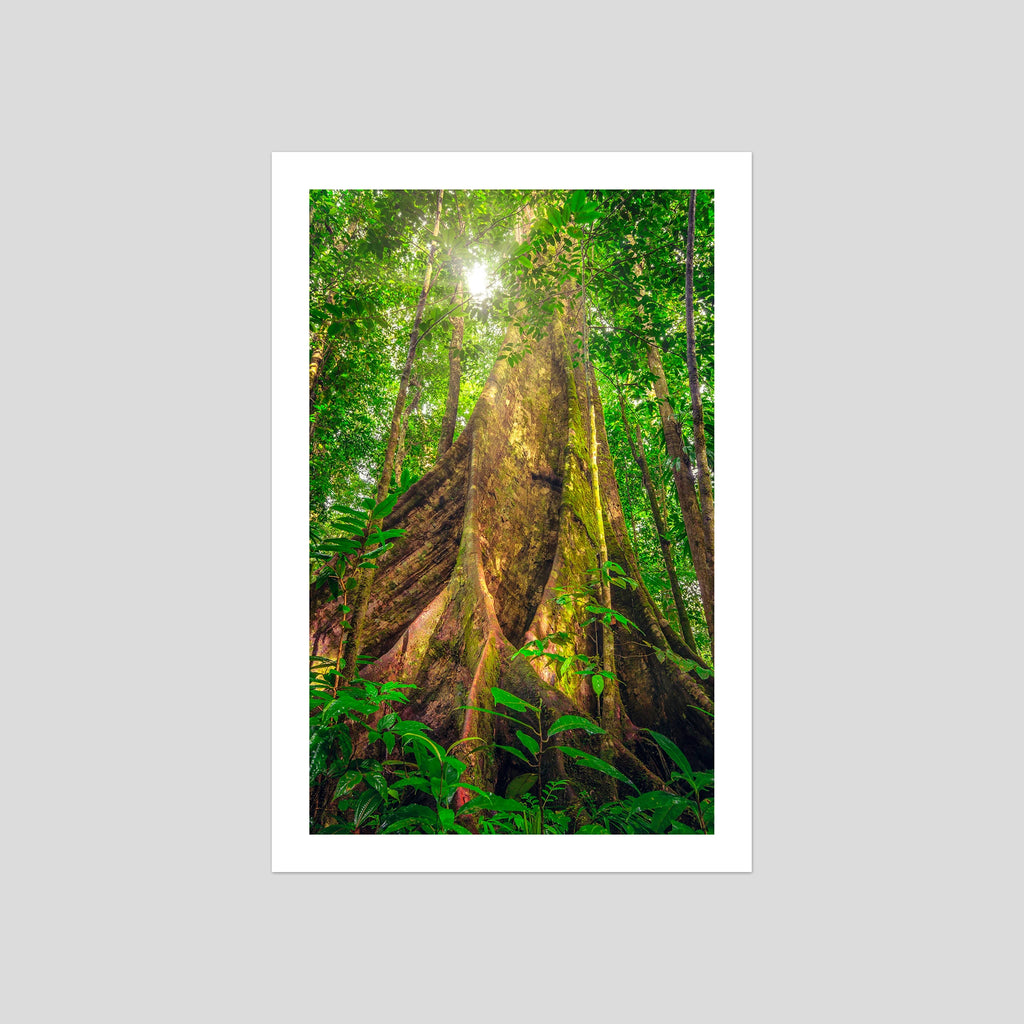 Giants of the Forest
