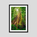 Giants of the Forest
