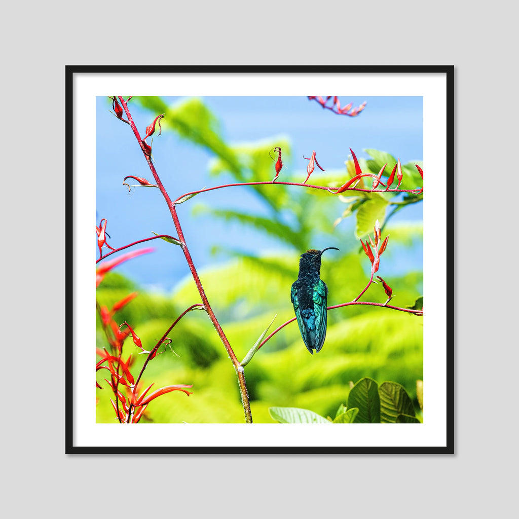 Purple-Throated Hummingbird