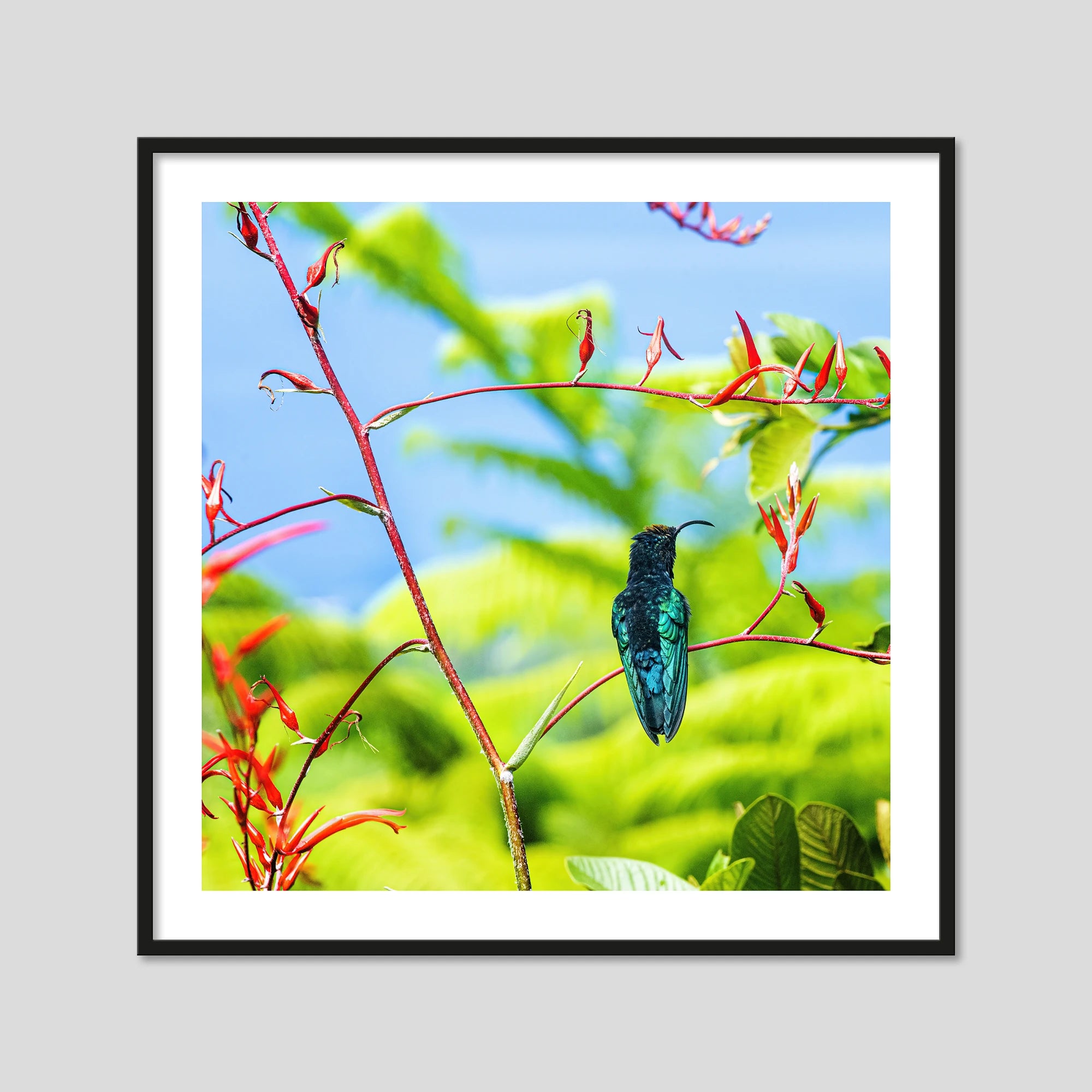 Purple-Throated Hummingbird