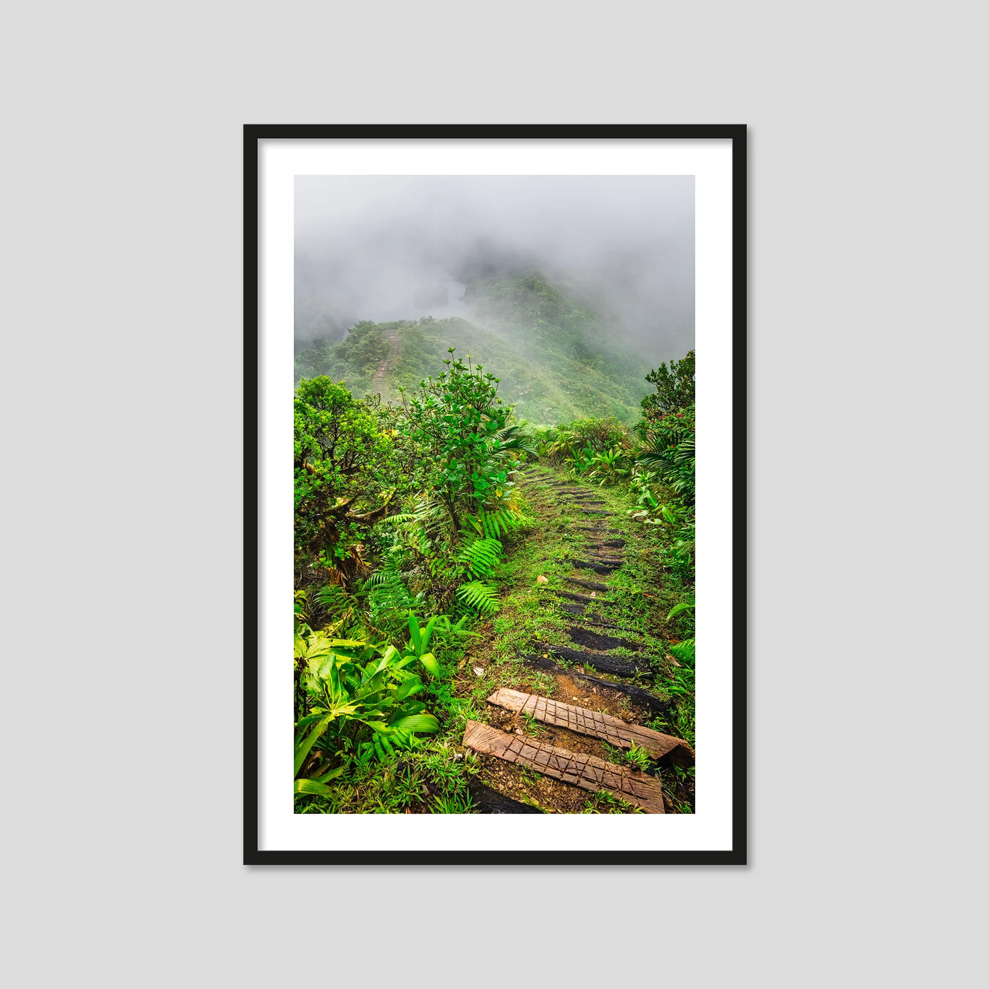 Into the Mist