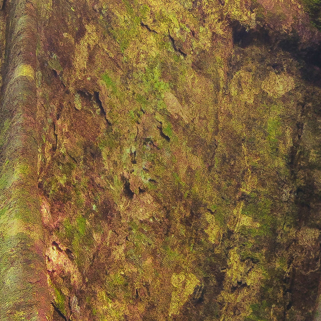Giants of the Forest